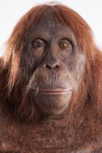 Nature – S35E07 – Spy in the Wild: Love