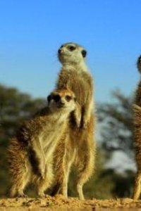 Nature – S35E09 – Spy in the Wild: Friendship