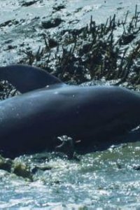 Nature – S35E17 – Dolphins: Spy in the Pod: Episode 2