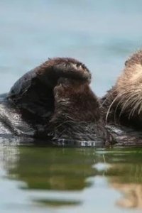 Nature – S36E03 – Charlie and the Curious Otters