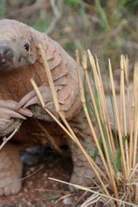 Nature – S36E16 – The World’s Most Wanted Animal