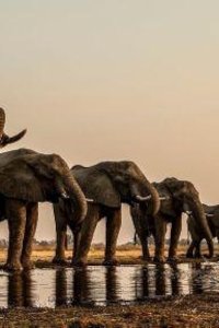 Nature – S38E04 – Okavango: River of Dreams: Paradise