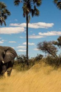 Nature – S38E05 – Okavango: River of Dreams: Limbo