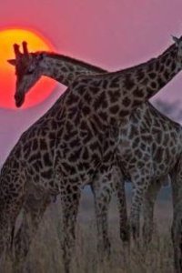 Nature – S38E06 – Okavango: River of Dreams: Inferno