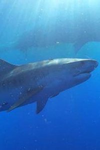 Nature – S39E12 – Sharks of Hawaii