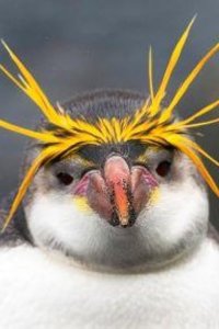 Nature – S40E08 – Penguins: Meet the Family