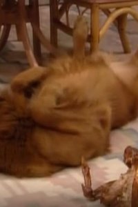 Empty Nest – S05E10 – Thanksgiving at the Westons