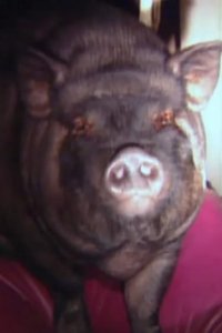 Cops – S13E25 – Animal Encounters