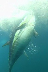 Wicked Tuna – S02E04 – Fish Fight