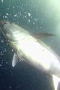 Wicked Tuna – S02E07 – Storm Warning