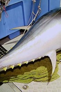 Wicked Tuna – S02E11 – All Hands on Deck