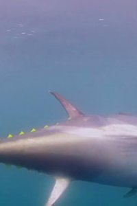 Wicked Tuna – S02E14 – Money on the Line