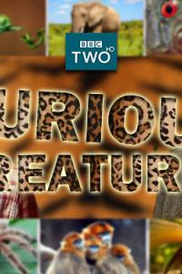 Curious Creatures
