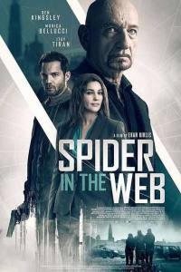 Spider in the Web