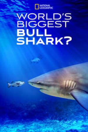 World’s Biggest Bull Shark