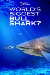 World’s Biggest Bull Shark