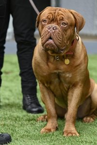 Turner & Hooch – S01E01 – Forever and a Dog