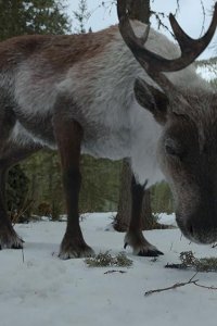 Jane – S01E09 – Rangifer tarandus