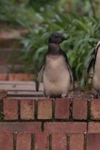 Penguin Town – S01E04 – Lost and Found