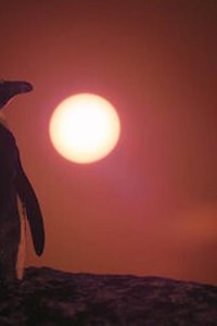 Penguin Town – S01E05 – Close Encounters