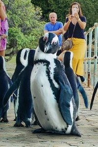 Penguin Town – S01E06 – Weekend Warriors