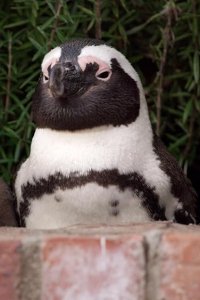 Penguin Town – S01E07 – Beyond the Nest