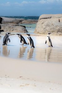 Penguin Town – S01E08 – Learning to Fly