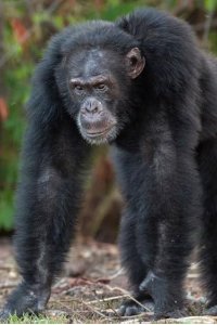 Dynasties – S01E01 – Chimpanzee