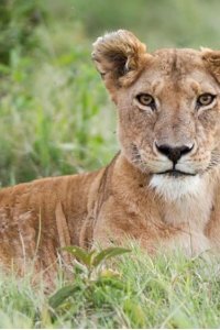Dynasties – S01E03 – Lion
